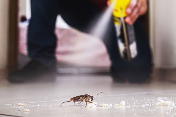Best Mosquito Control Services  in Texkana, AR