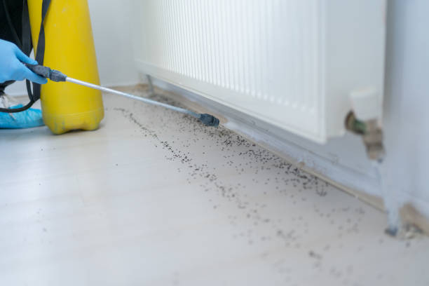 Best Emergency Pest Control  in Texkana, AR