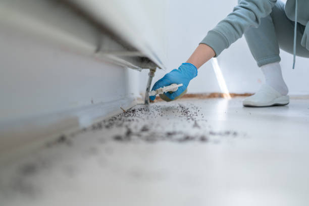Best Termite Control Services  in Texkana, AR